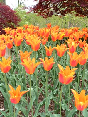 Brookside Gardens - Wheaton MD