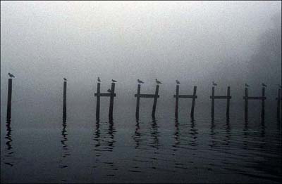 Foggy Pole Perch